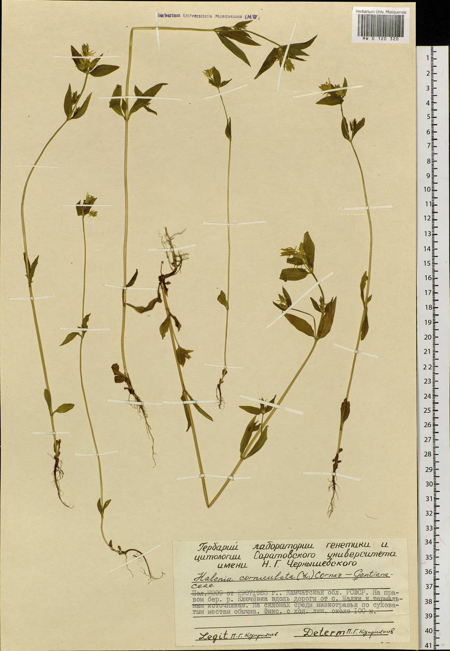 Halenia corniculata (L.) Cornaz, Siberia, Chukotka & Kamchatka (S7) (Russia)