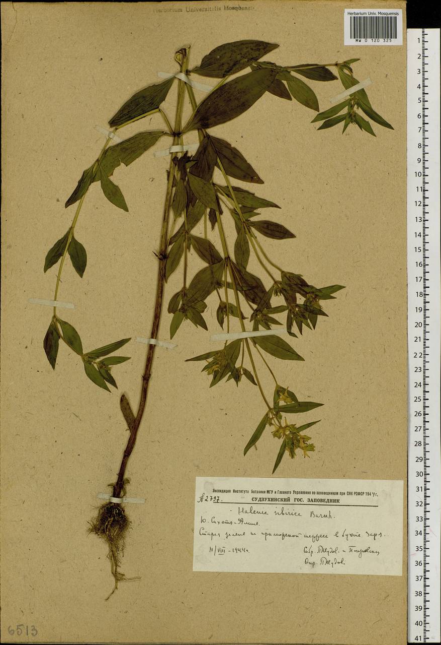 Halenia corniculata (L.) Cornaz, Siberia, Russian Far East (S6) (Russia)