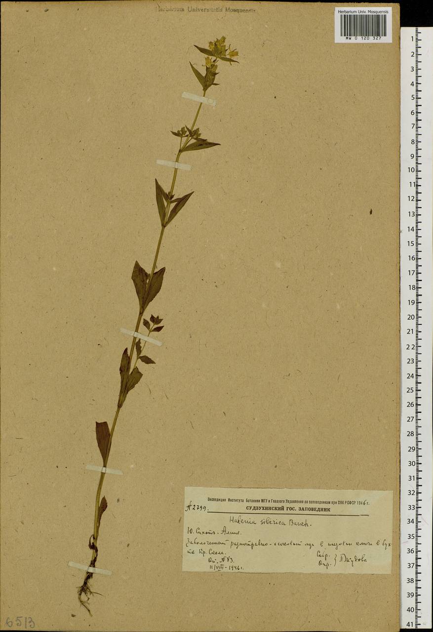Halenia corniculata (L.) Cornaz, Siberia, Russian Far East (S6) (Russia)