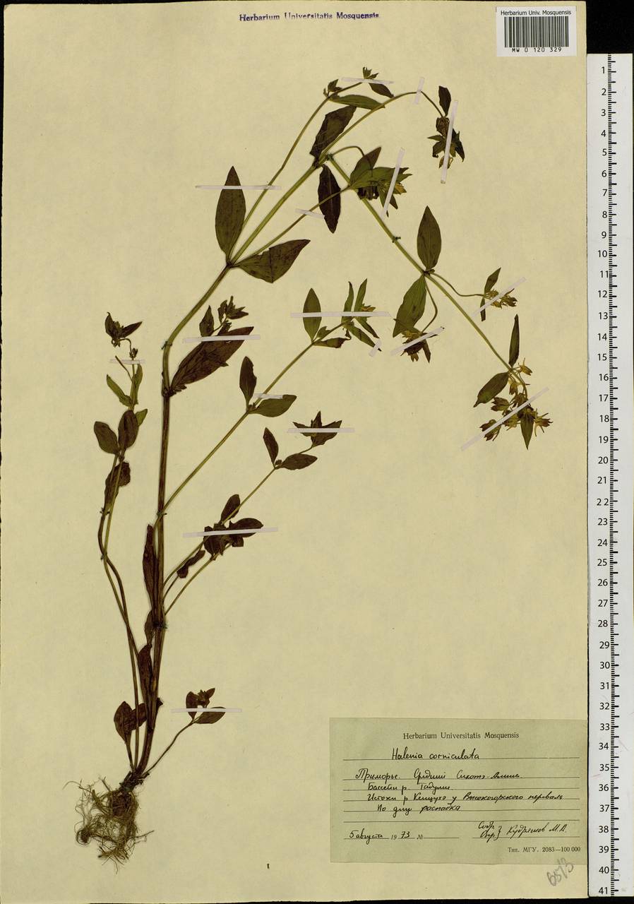 Halenia corniculata (L.) Cornaz, Siberia, Russian Far East (S6) (Russia)