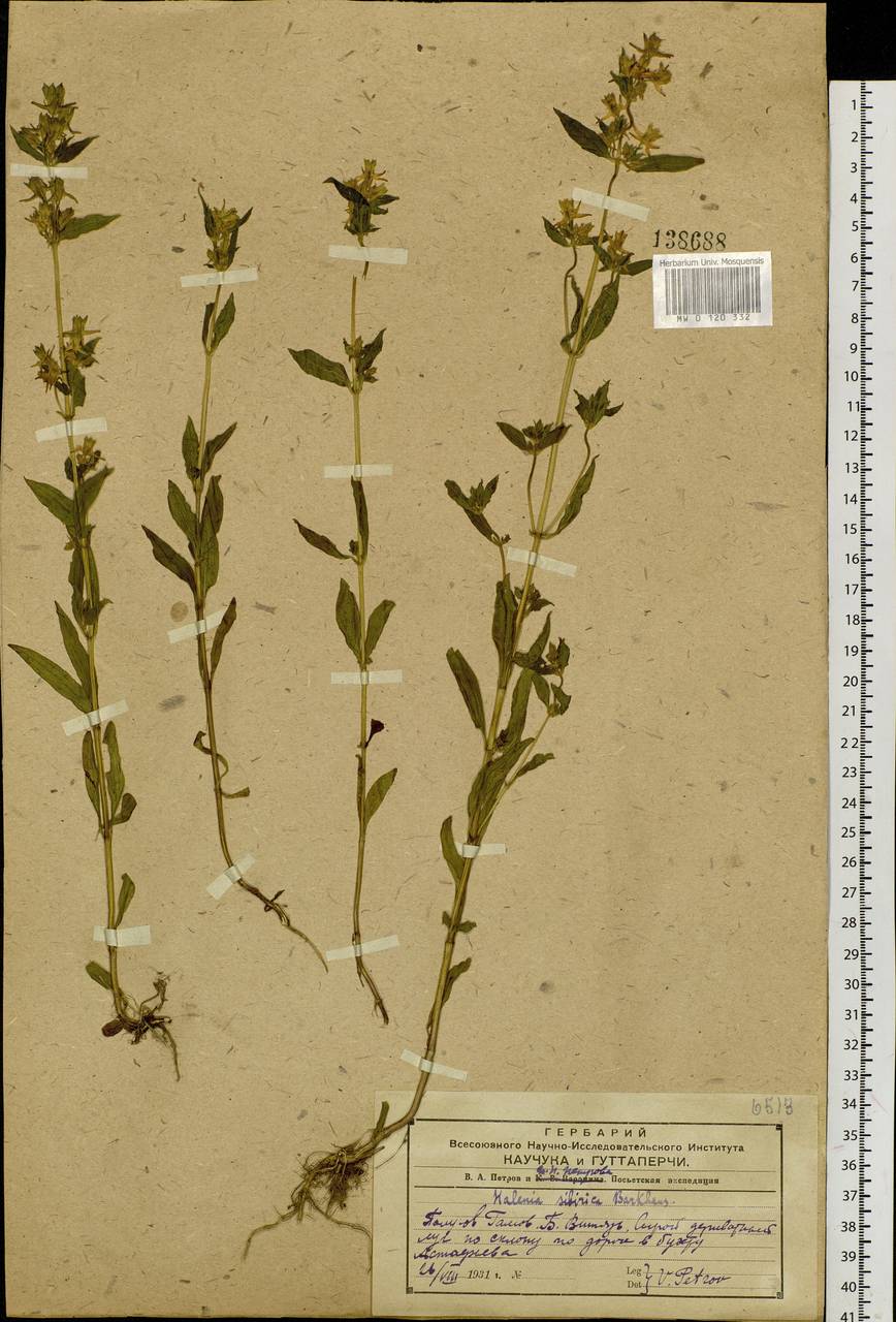 Halenia corniculata (L.) Cornaz, Siberia, Russian Far East (S6) (Russia)