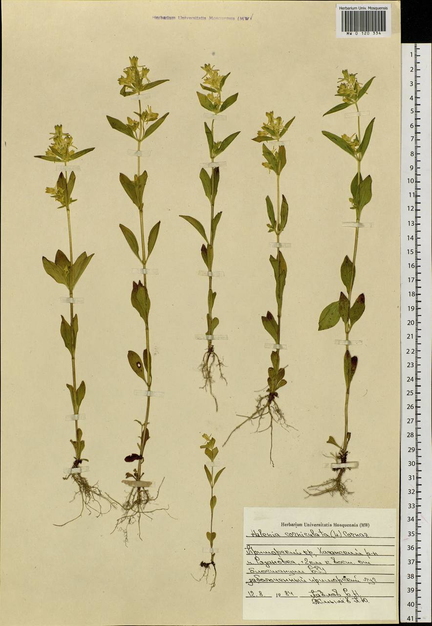 Halenia corniculata (L.) Cornaz, Siberia, Russian Far East (S6) (Russia)