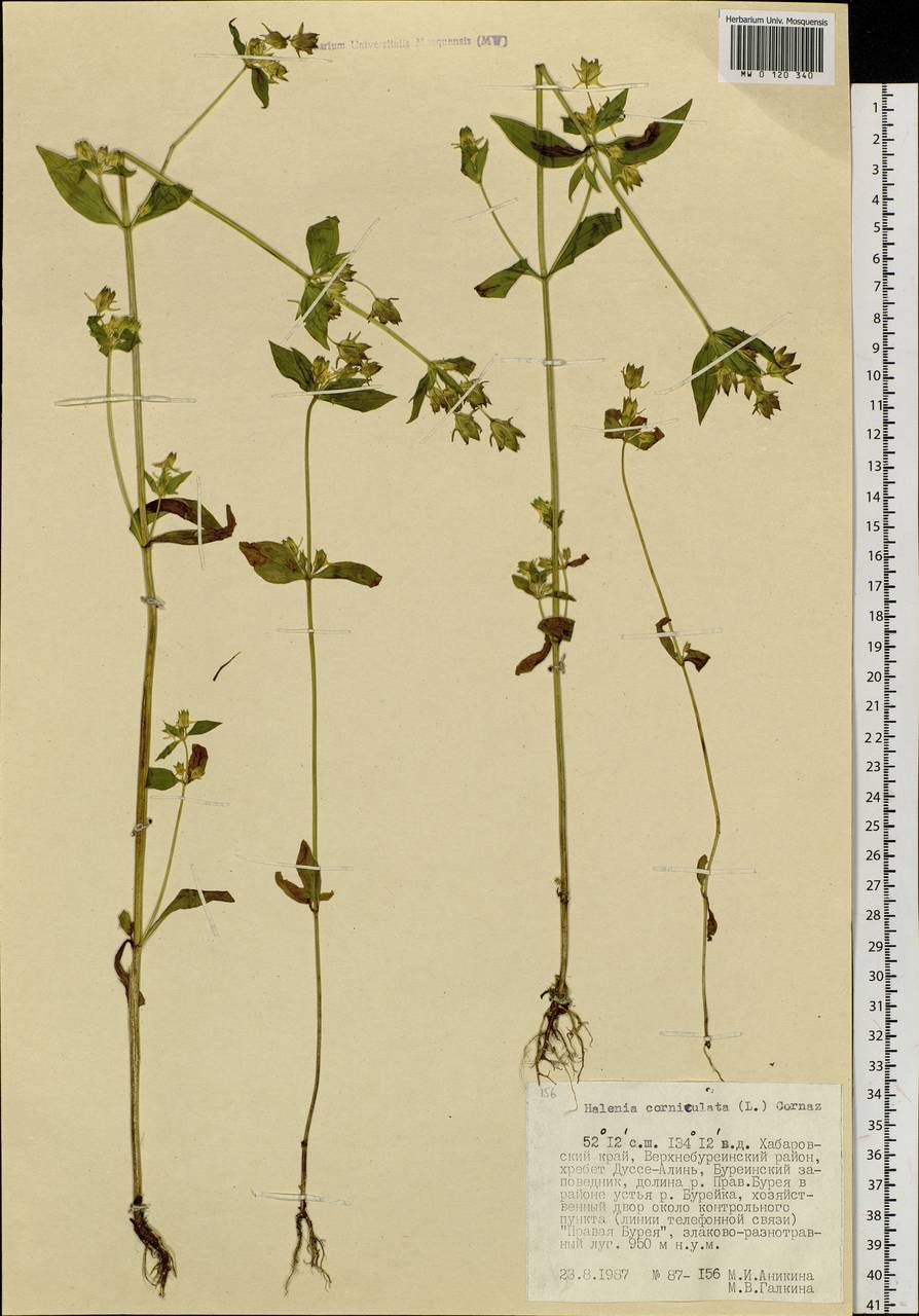 Halenia corniculata (L.) Cornaz, Siberia, Russian Far East (S6) (Russia)