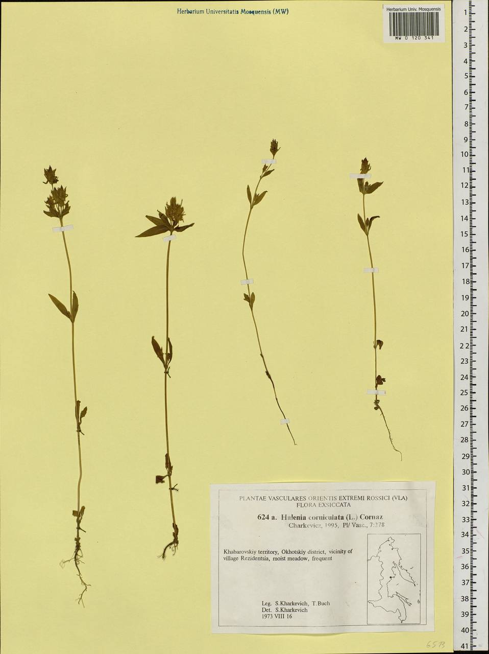 Halenia corniculata (L.) Cornaz, Siberia, Russian Far East (S6) (Russia)