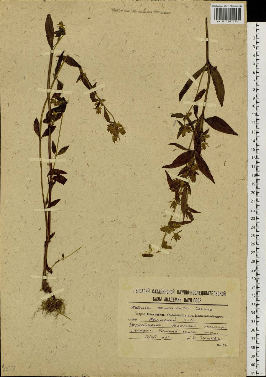 Halenia corniculata (L.) Cornaz, Siberia, Russian Far East (S6) (Russia)