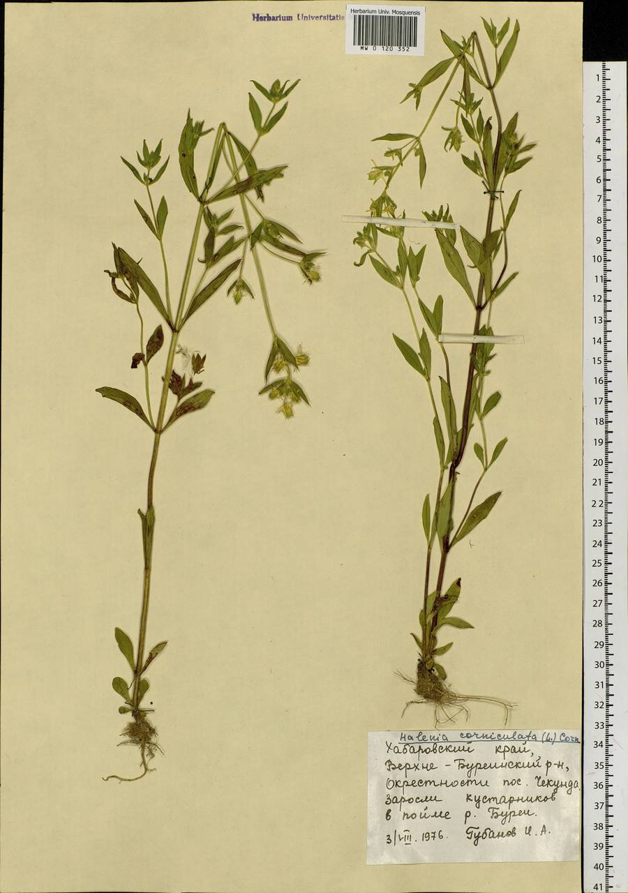 Halenia corniculata (L.) Cornaz, Siberia, Russian Far East (S6) (Russia)