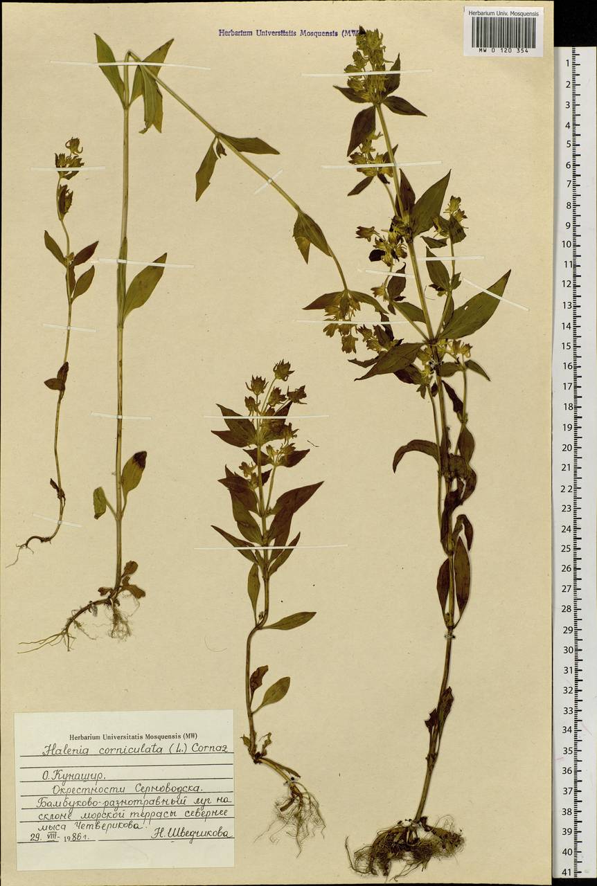Halenia corniculata (L.) Cornaz, Siberia, Russian Far East (S6) (Russia)