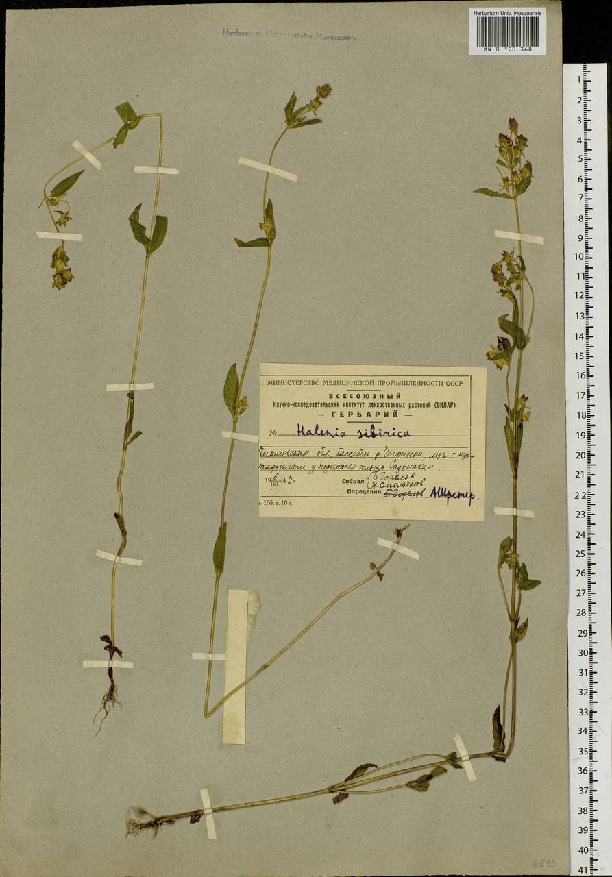 Halenia corniculata (L.) Cornaz, Siberia, Baikal & Transbaikal region (S4) (Russia)
