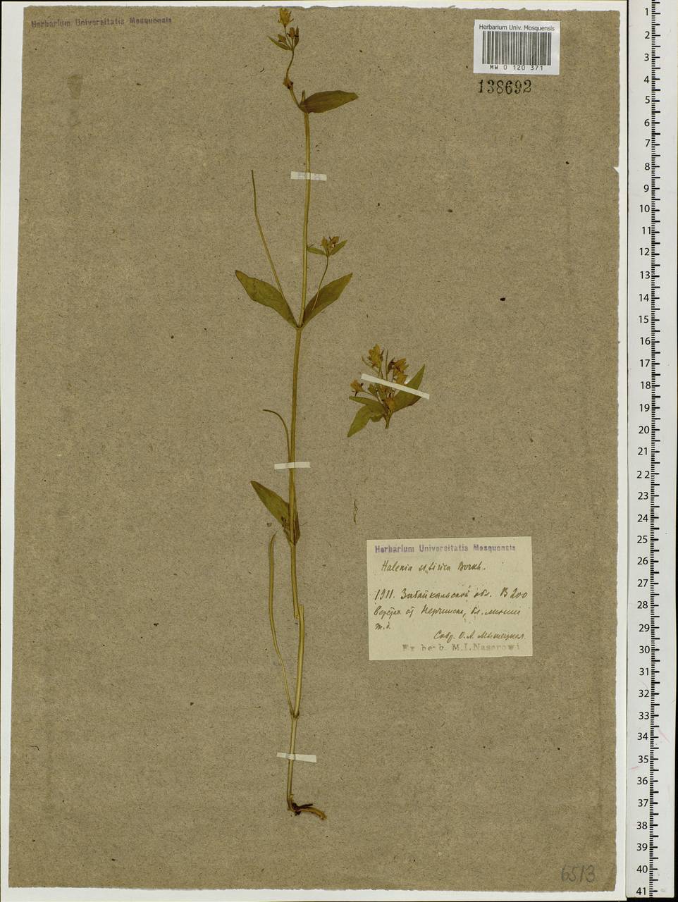 Halenia corniculata (L.) Cornaz, Siberia, Baikal & Transbaikal region (S4) (Russia)