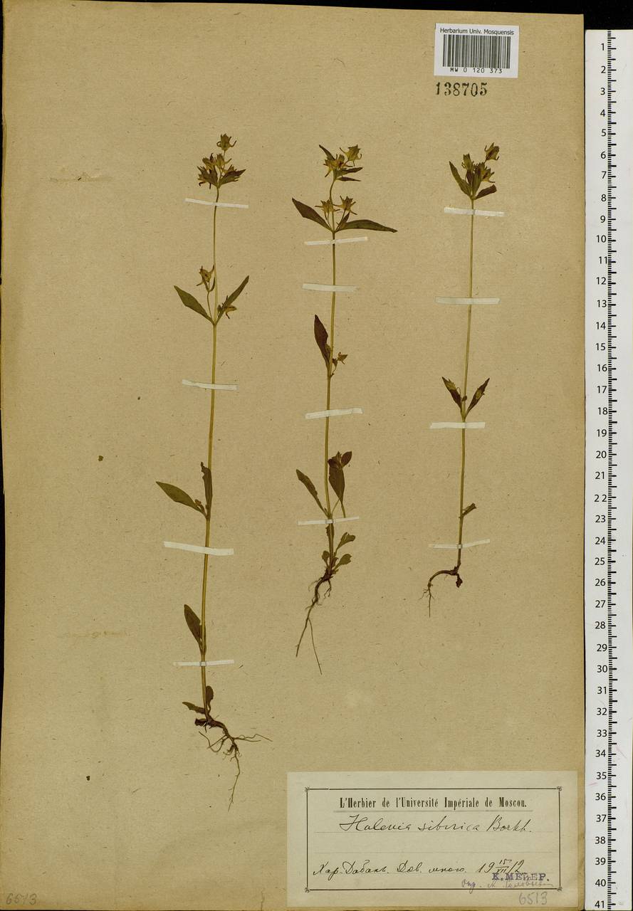 Halenia corniculata (L.) Cornaz, Siberia, Baikal & Transbaikal region (S4) (Russia)