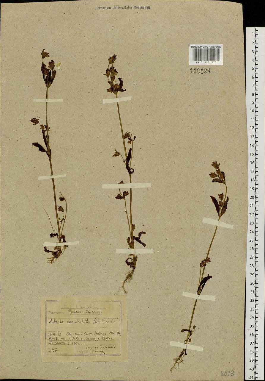 Halenia corniculata (L.) Cornaz, Siberia, Baikal & Transbaikal region (S4) (Russia)