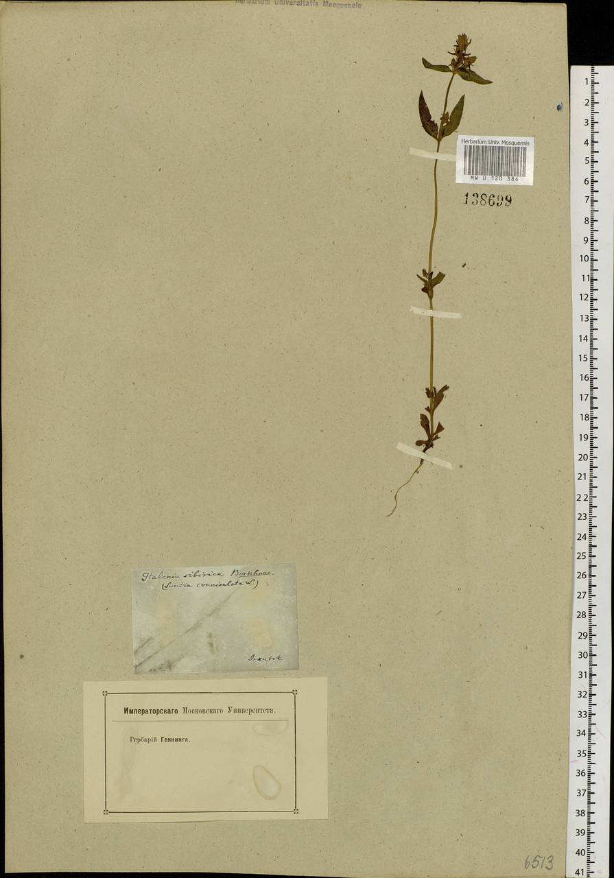 Halenia corniculata (L.) Cornaz, Siberia, Baikal & Transbaikal region (S4) (Russia)