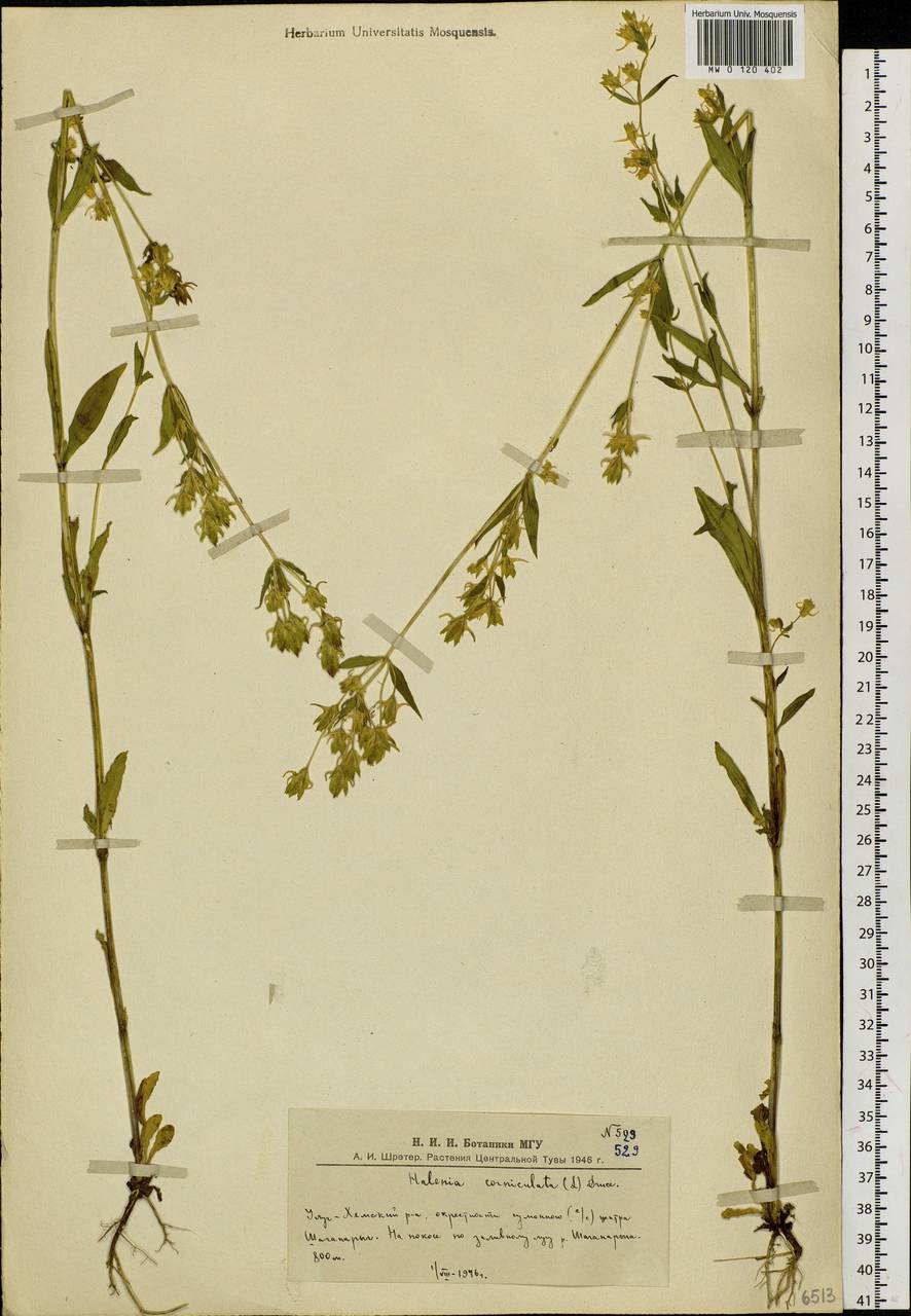 Halenia corniculata (L.) Cornaz, Siberia, Altai & Sayany Mountains (S2) (Russia)