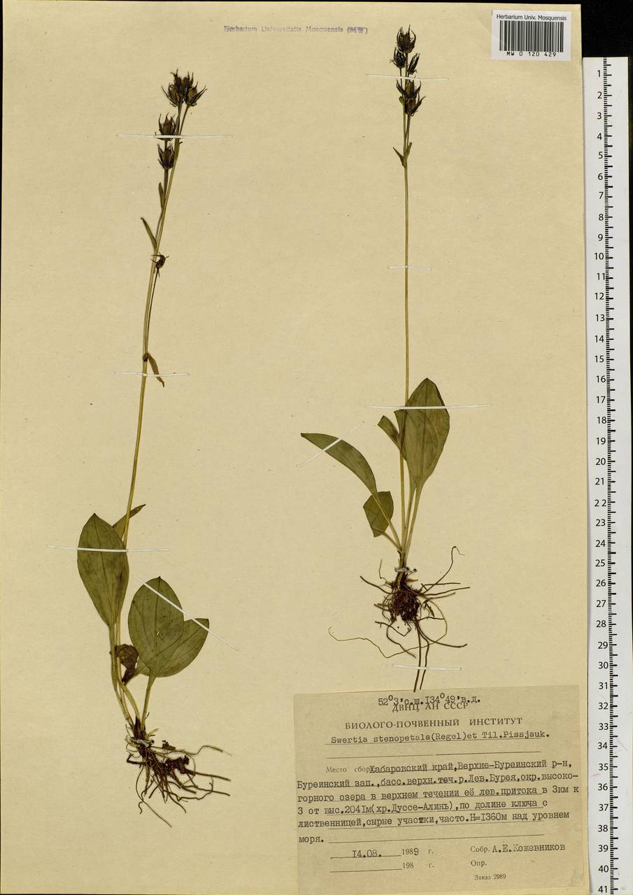 Swertia perennis subsp. stenopetala (Regel & Til.) Worosch., Siberia, Russian Far East (S6) (Russia)