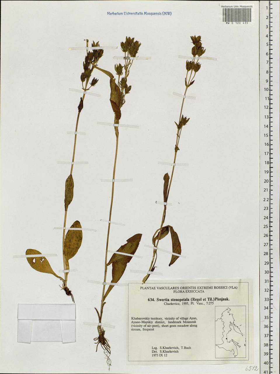 Swertia obtusa Ledeb., Siberia, Russian Far East (S6) (Russia)