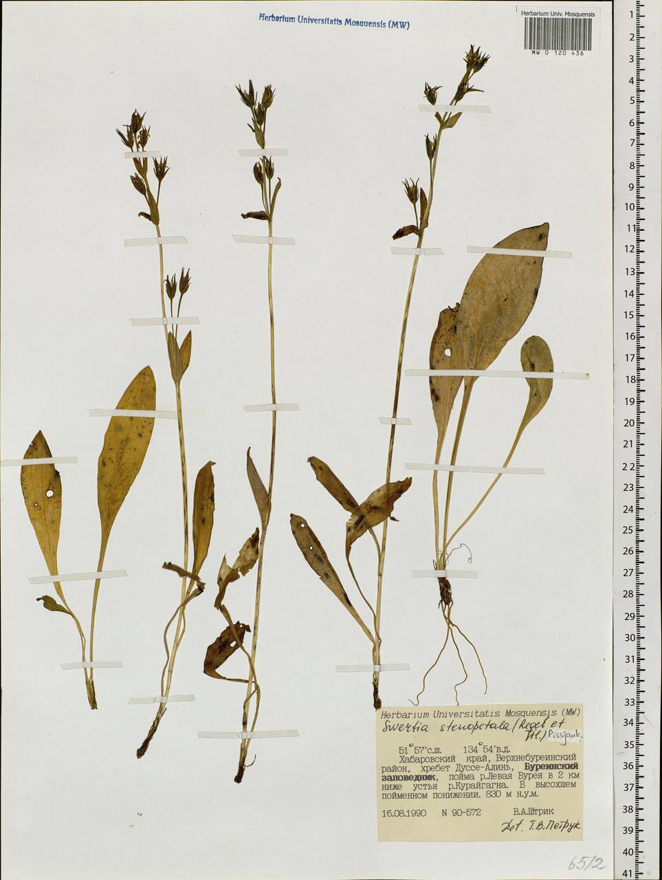 Swertia perennis subsp. stenopetala (Regel & Til.) Worosch., Siberia, Russian Far East (S6) (Russia)