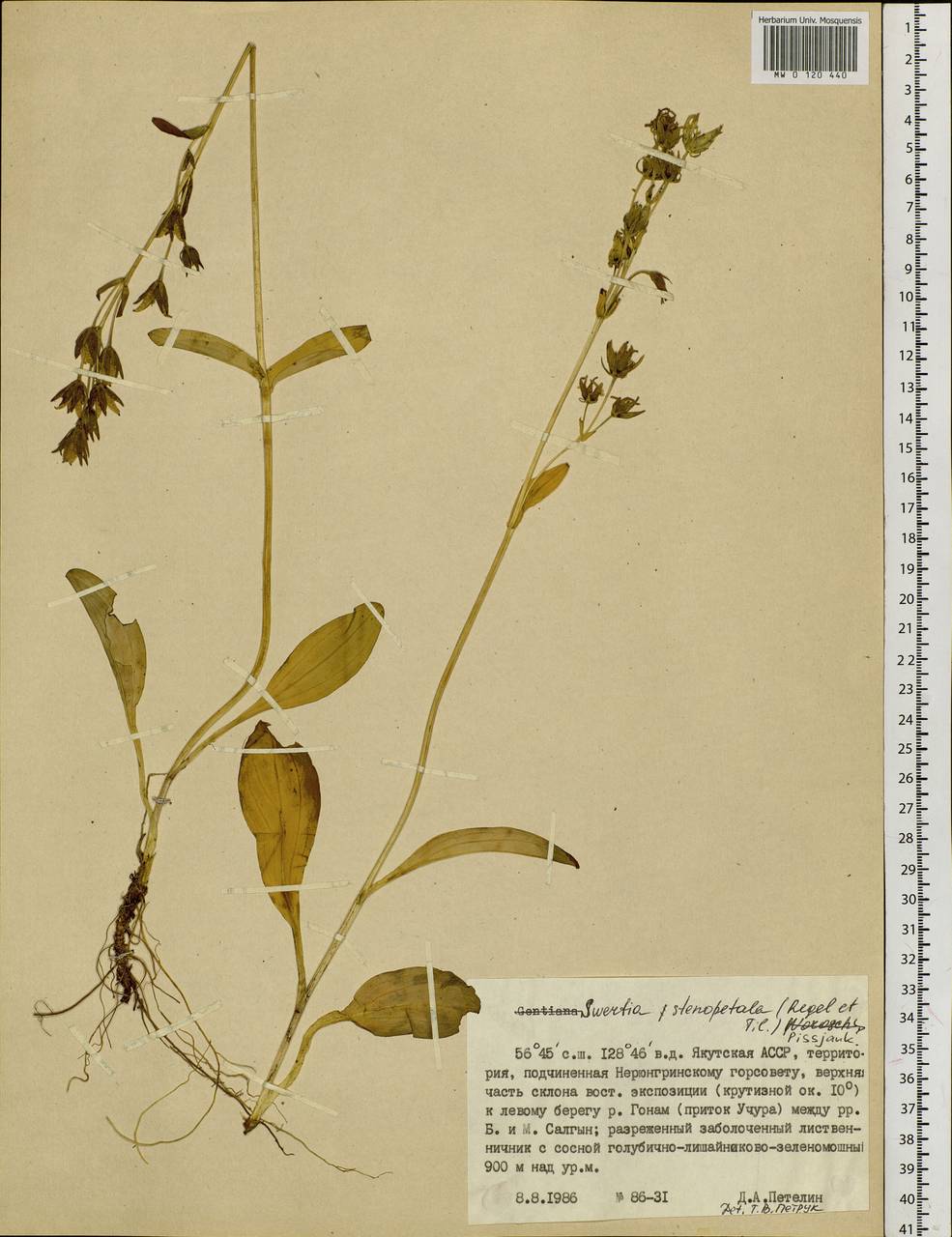 Swertia obtusa Ledeb., Siberia, Yakutia (S5) (Russia)