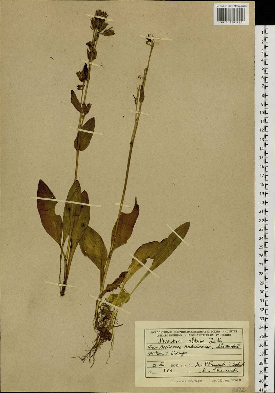 Swertia obtusa Ledeb., Siberia, Baikal & Transbaikal region (S4) (Russia)