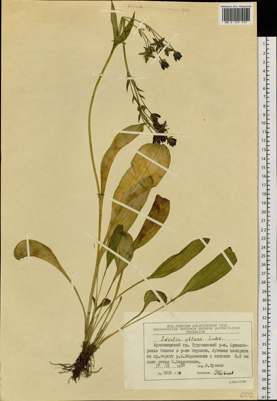 Swertia obtusa Ledeb., Siberia, Central Siberia (S3) (Russia)