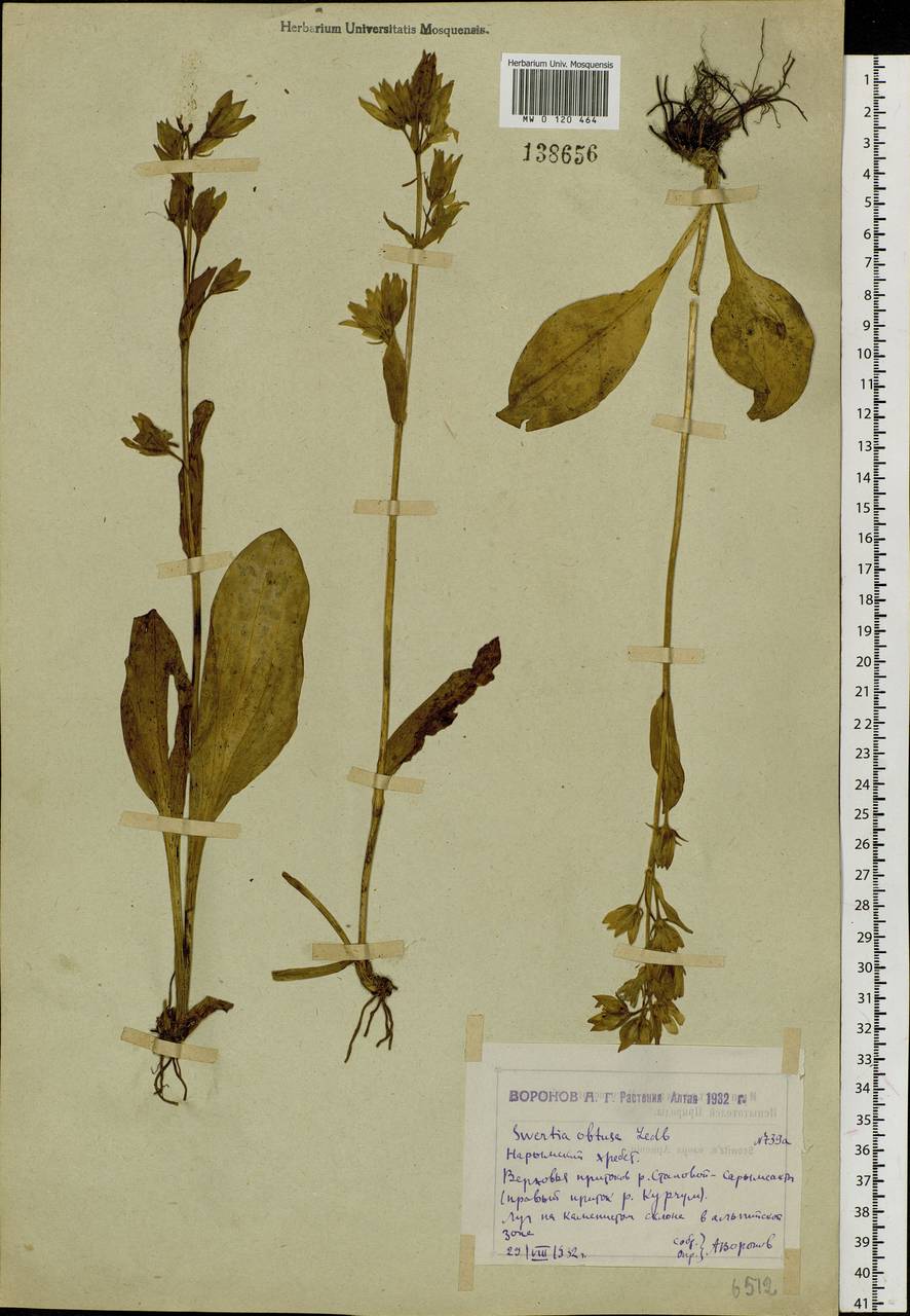 Swertia obtusa Ledeb., Siberia, Western (Kazakhstan) Altai Mountains (S2a) (Kazakhstan)