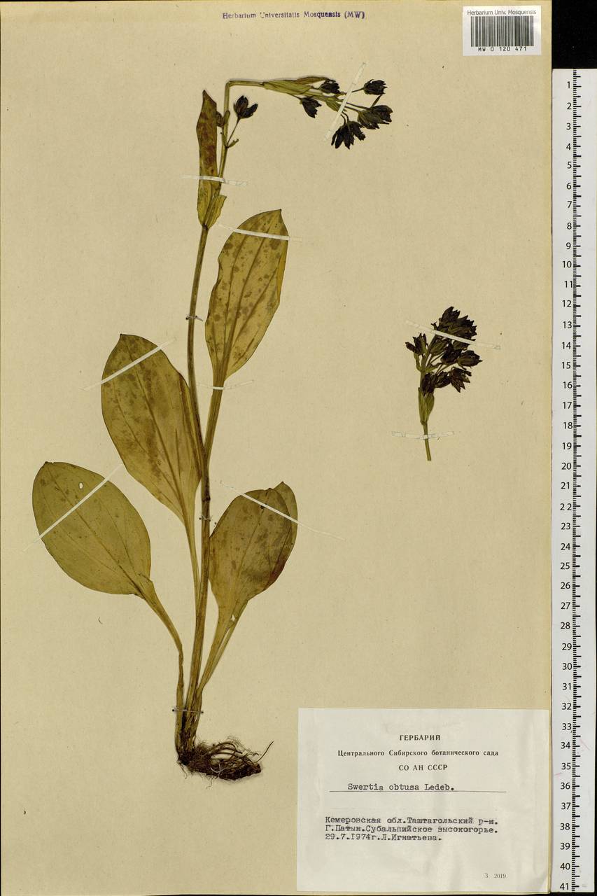 Swertia obtusa Ledeb., Siberia, Altai & Sayany Mountains (S2) (Russia)