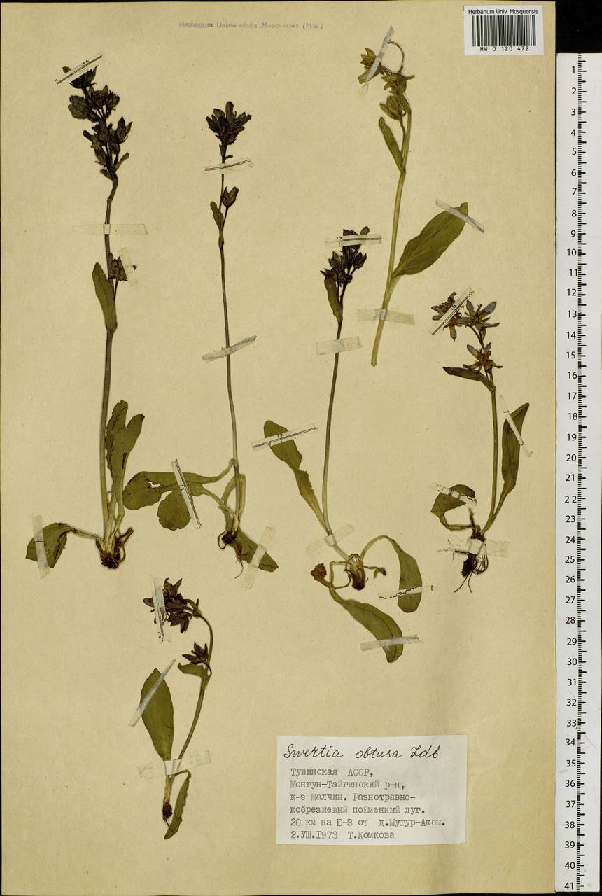 Swertia obtusa Ledeb., Siberia, Altai & Sayany Mountains (S2) (Russia)