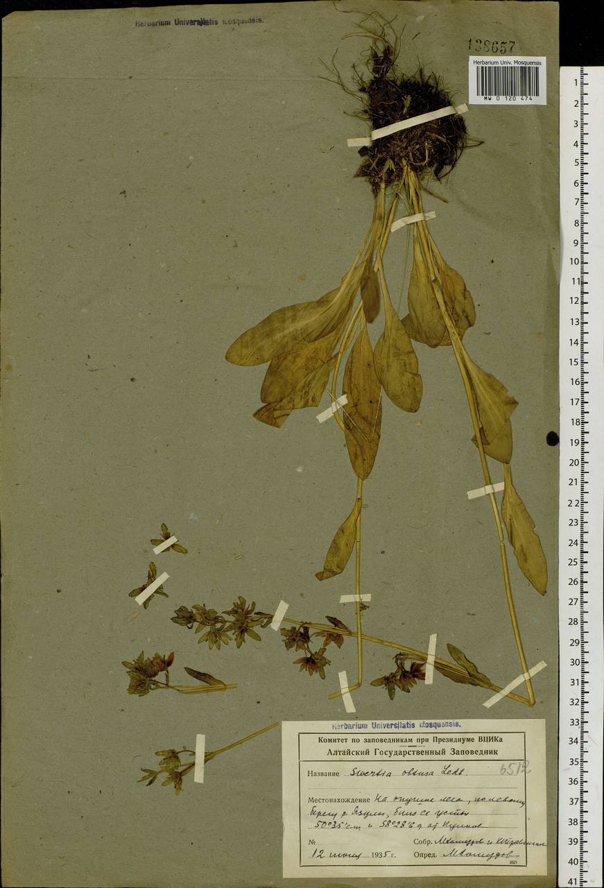 Swertia obtusa Ledeb., Siberia, Altai & Sayany Mountains (S2) (Russia)