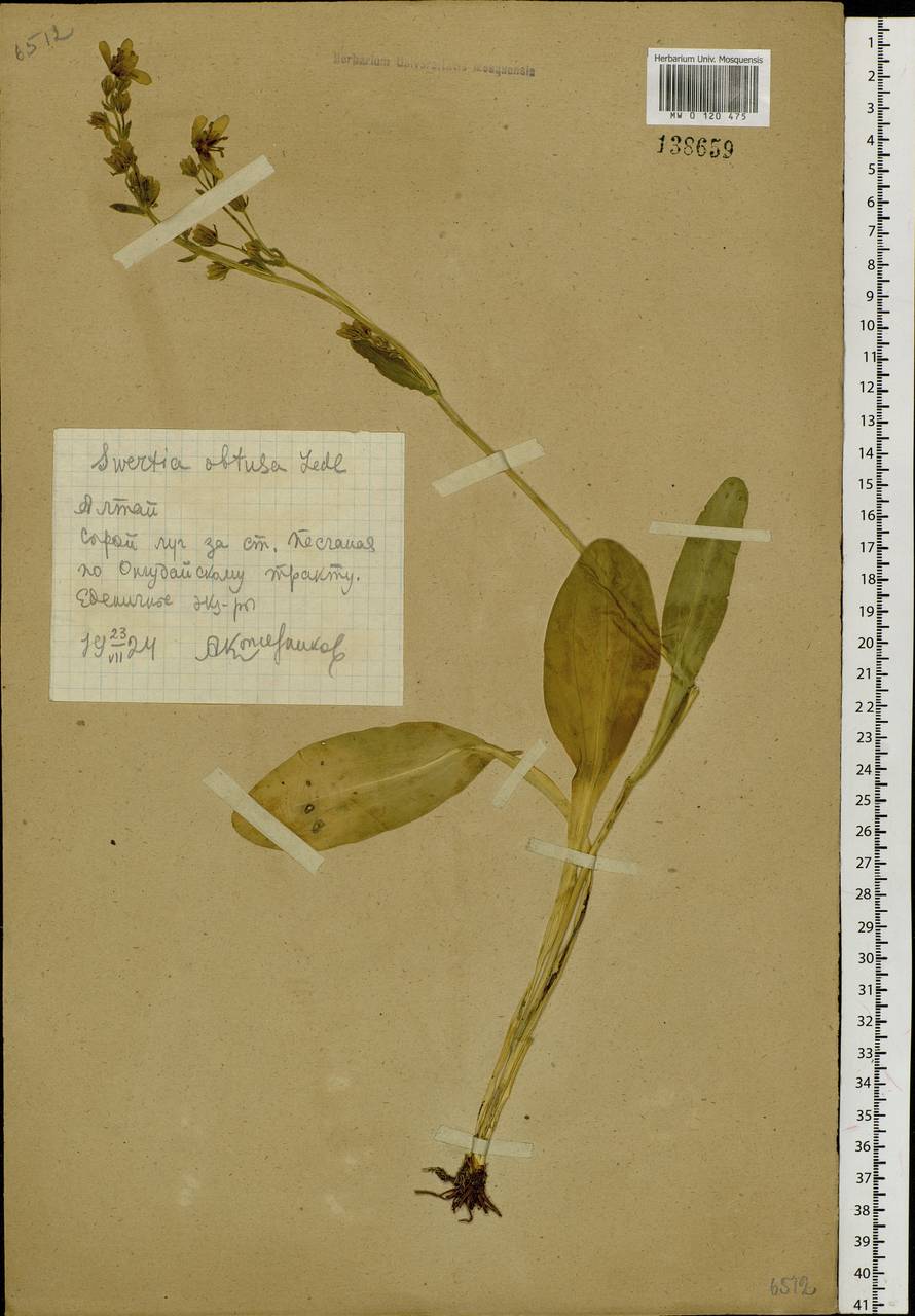 Swertia obtusa Ledeb., Siberia, Altai & Sayany Mountains (S2) (Russia)