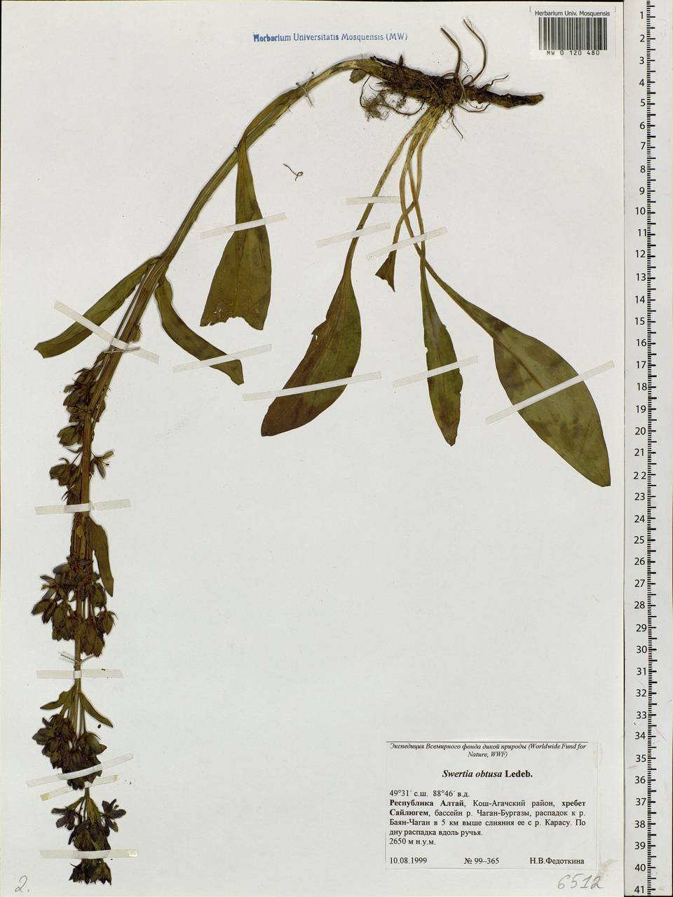 Swertia obtusa Ledeb., Siberia, Altai & Sayany Mountains (S2) (Russia)