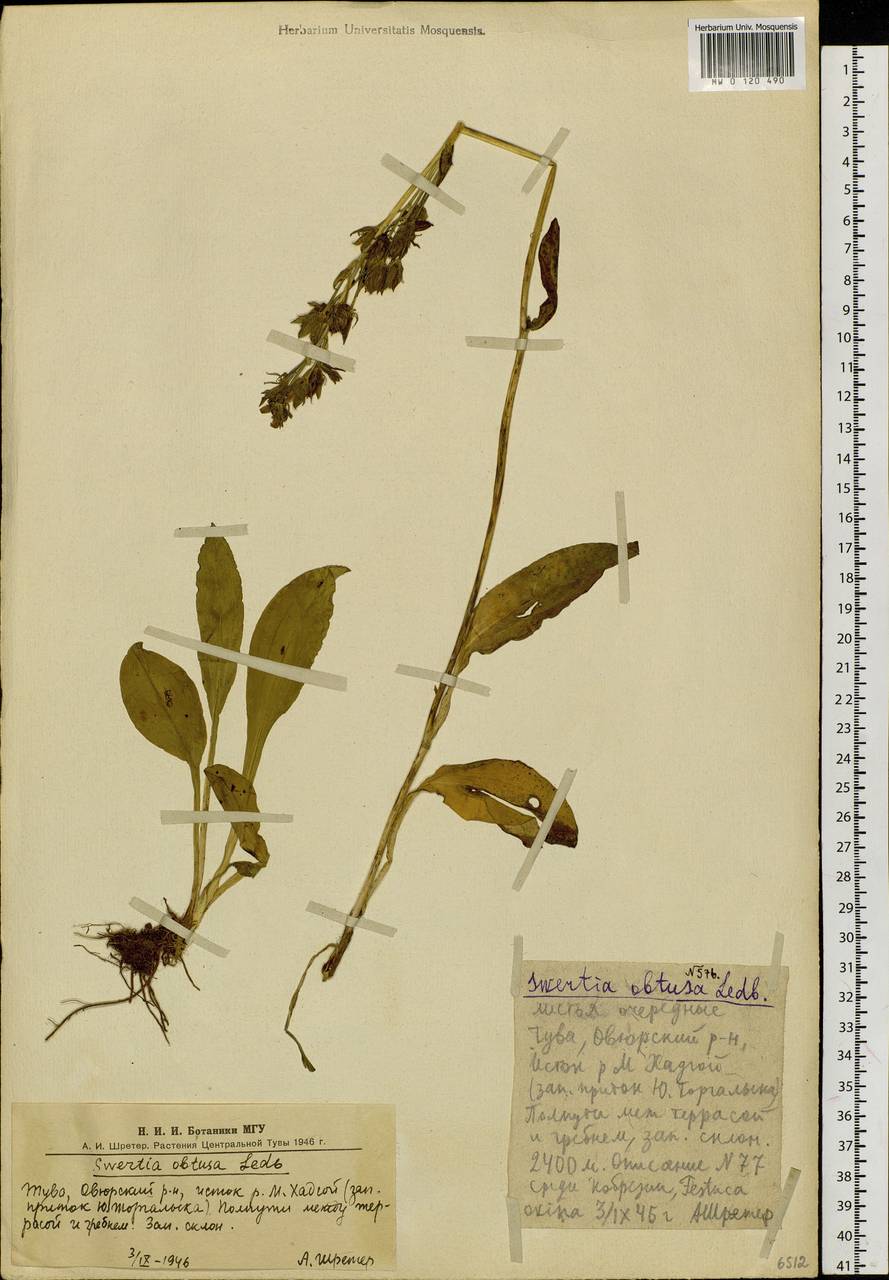 Swertia obtusa Ledeb., Siberia, Altai & Sayany Mountains (S2) (Russia)