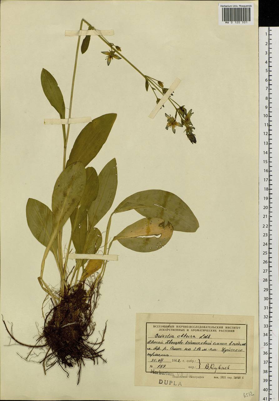 Swertia obtusa Ledeb., Siberia, Altai & Sayany Mountains (S2) (Russia)