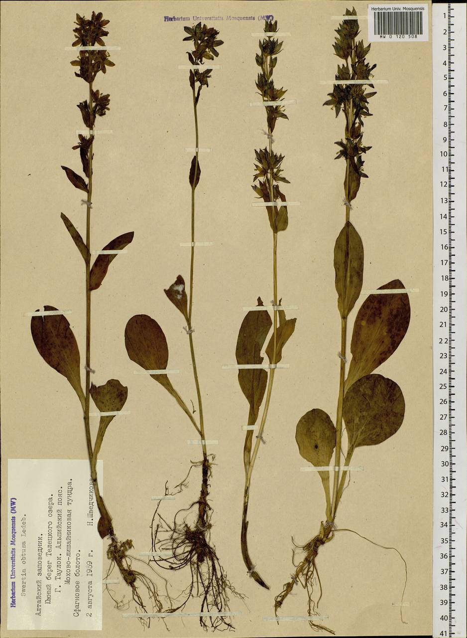 Swertia obtusa Ledeb., Siberia, Altai & Sayany Mountains (S2) (Russia)