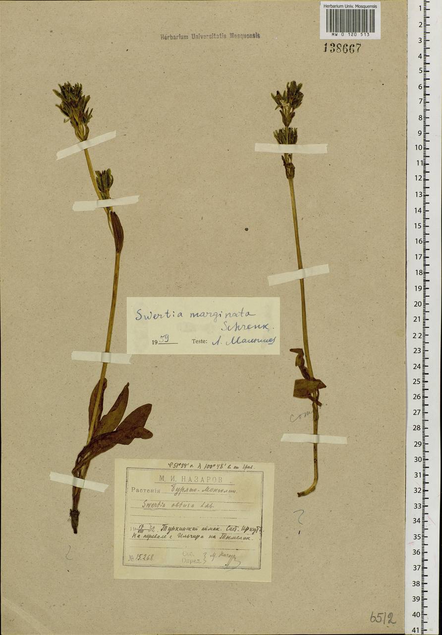 Swertia marginata Schrenk, Siberia, Baikal & Transbaikal region (S4) (Russia)