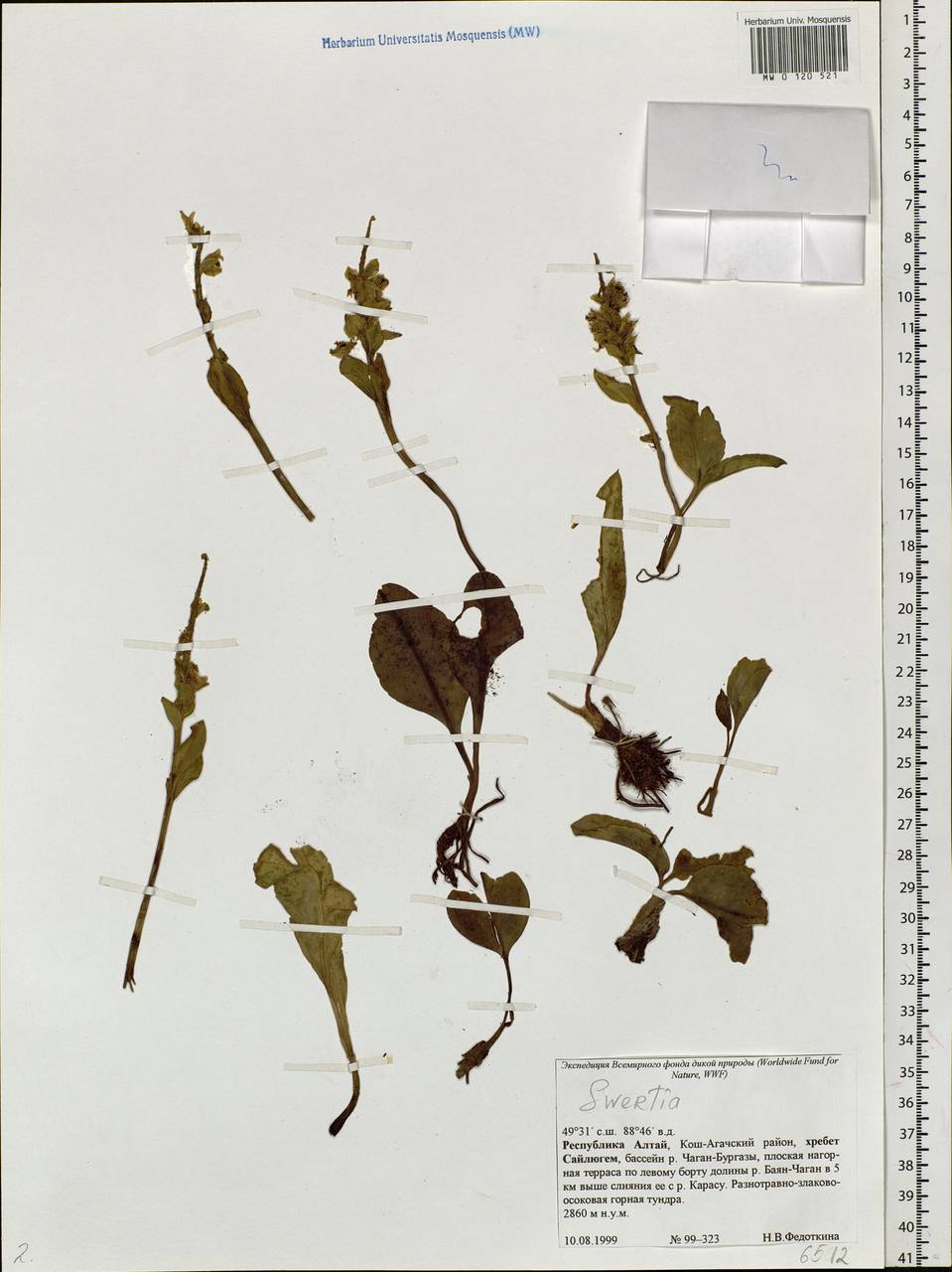 Swertia, Siberia, Altai & Sayany Mountains (S2) (Russia)