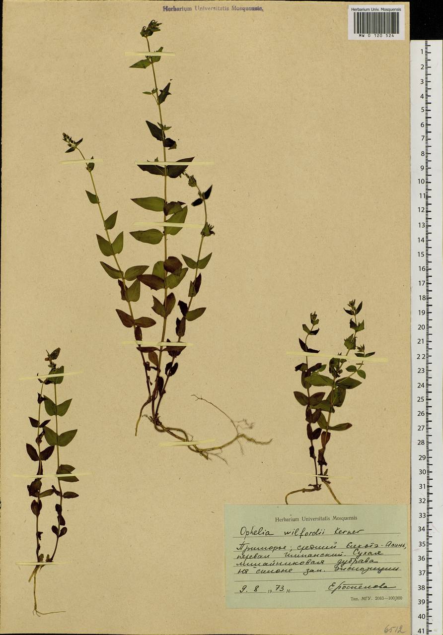 Swertia tetrapetala var. wilfordii (A.Kern.) T.N.Ho, Siberia, Russian Far East (S6) (Russia)