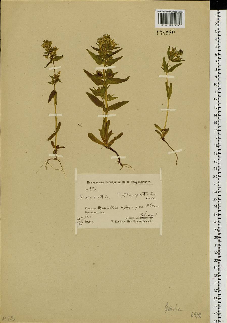 Swertia tetrapetala subsp. tetrapetala, Siberia, Chukotka & Kamchatka (S7) (Russia)