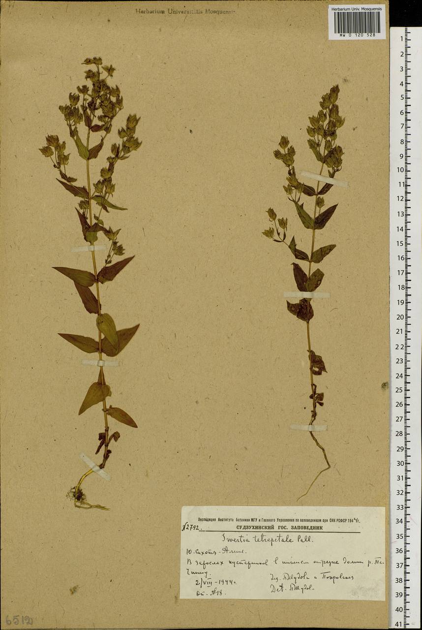 Swertia tetrapetala subsp. tetrapetala, Siberia, Russian Far East (S6) (Russia)