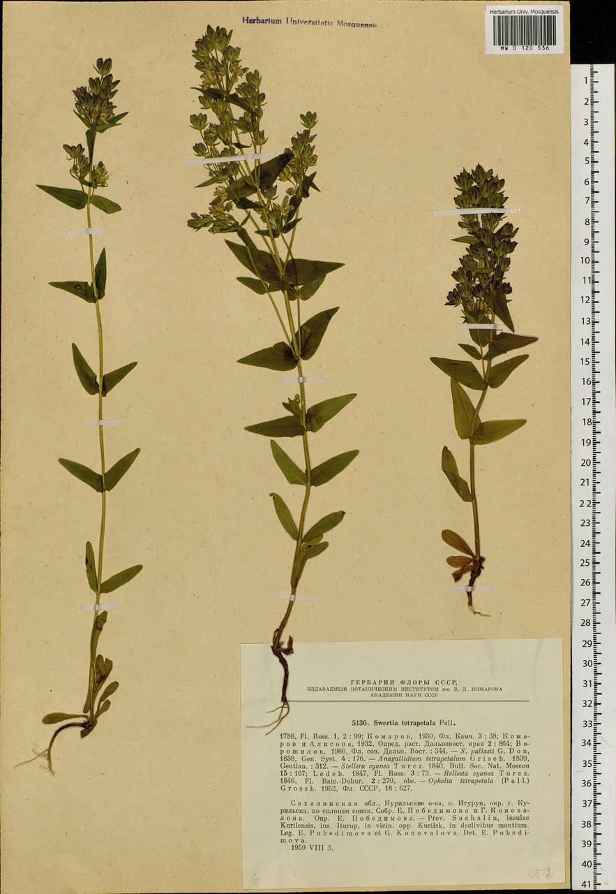 Swertia tetrapetala subsp. tetrapetala, Siberia, Russian Far East (S6) (Russia)