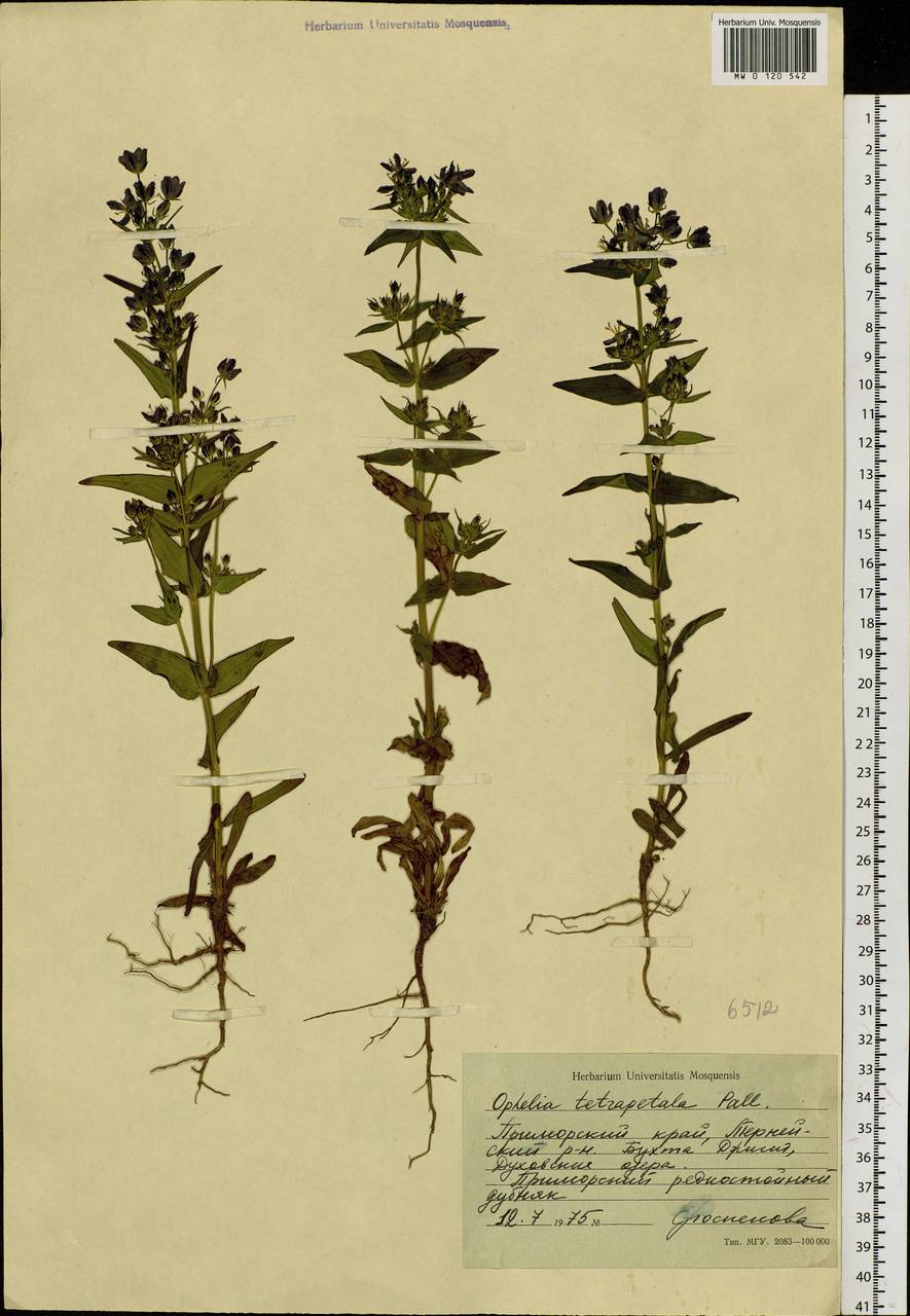 Swertia tetrapetala subsp. tetrapetala, Siberia, Russian Far East (S6) (Russia)
