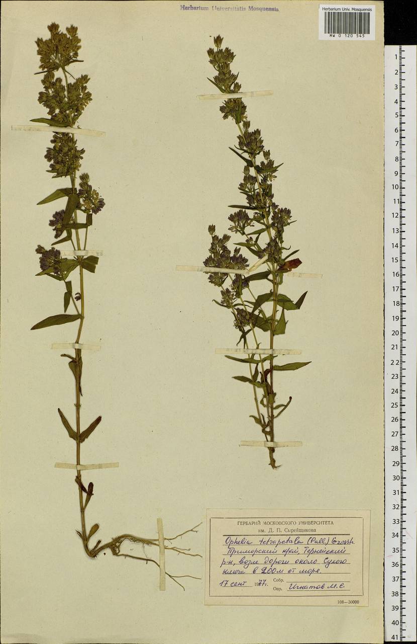 Swertia tetrapetala subsp. tetrapetala, Siberia, Russian Far East (S6) (Russia)