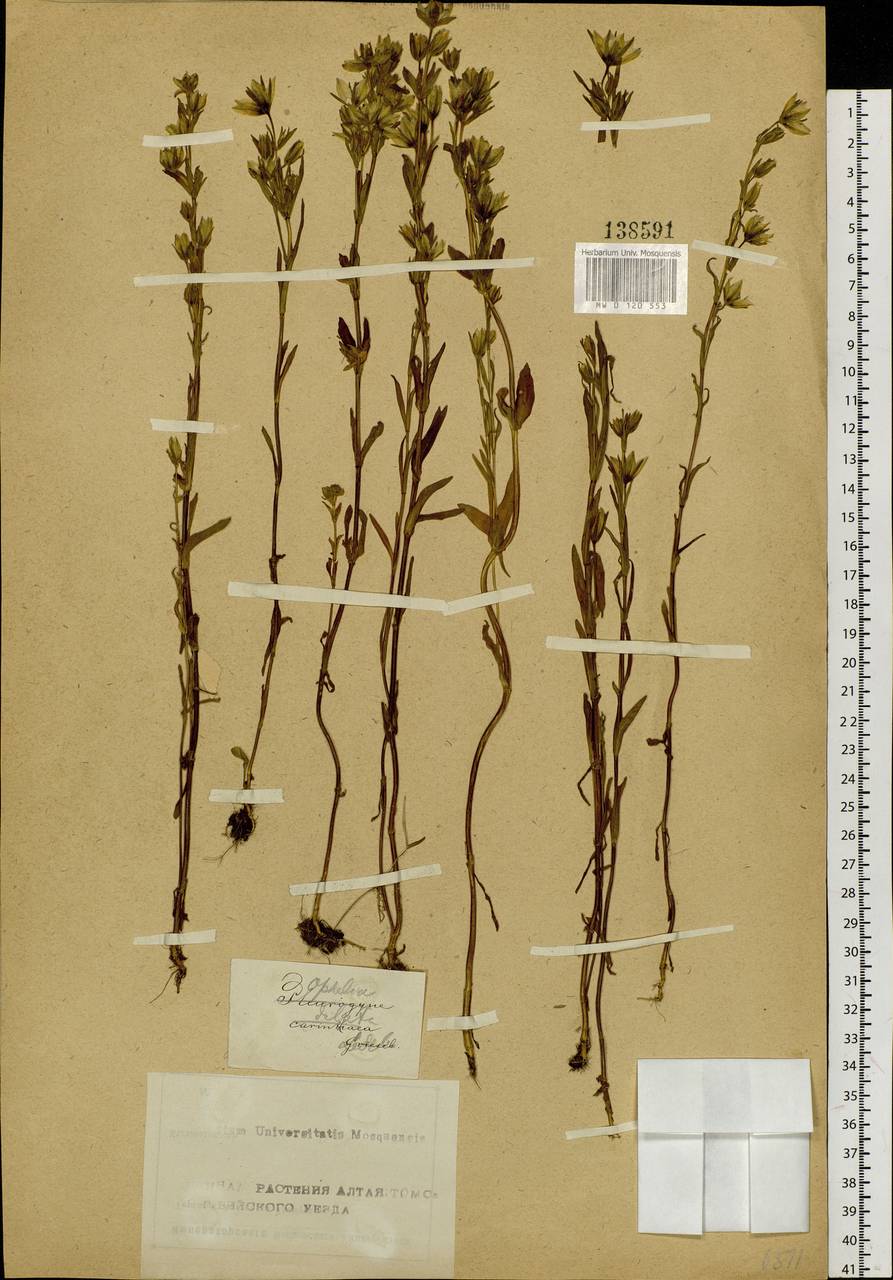 Swertia diluta (Turcz.) Benth. & Hook. fil., Siberia, Altai & Sayany Mountains (S2) (Russia)
