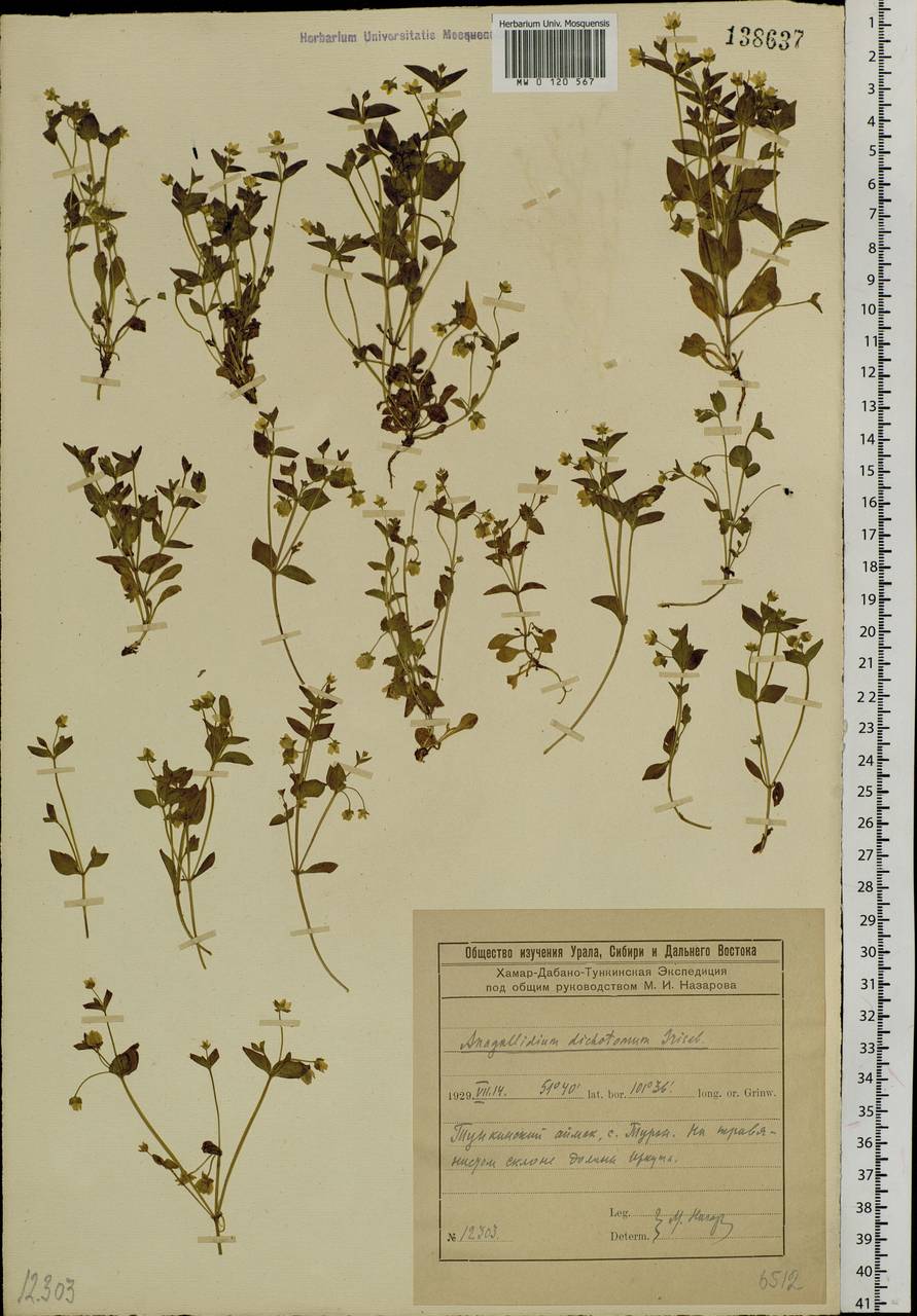 Swertia dichotoma L., Siberia, Baikal & Transbaikal region (S4) (Russia)