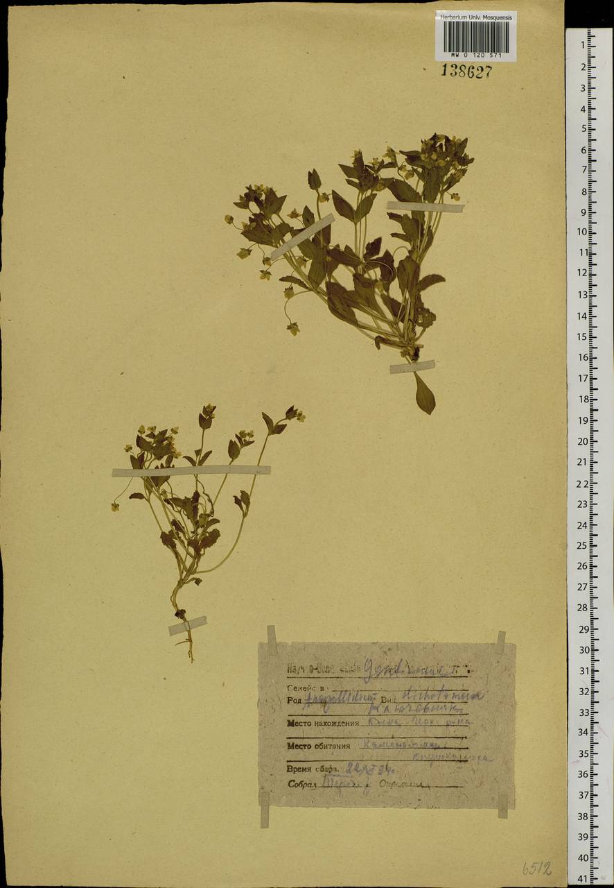 Swertia dichotoma L., Siberia, Baikal & Transbaikal region (S4) (Russia)