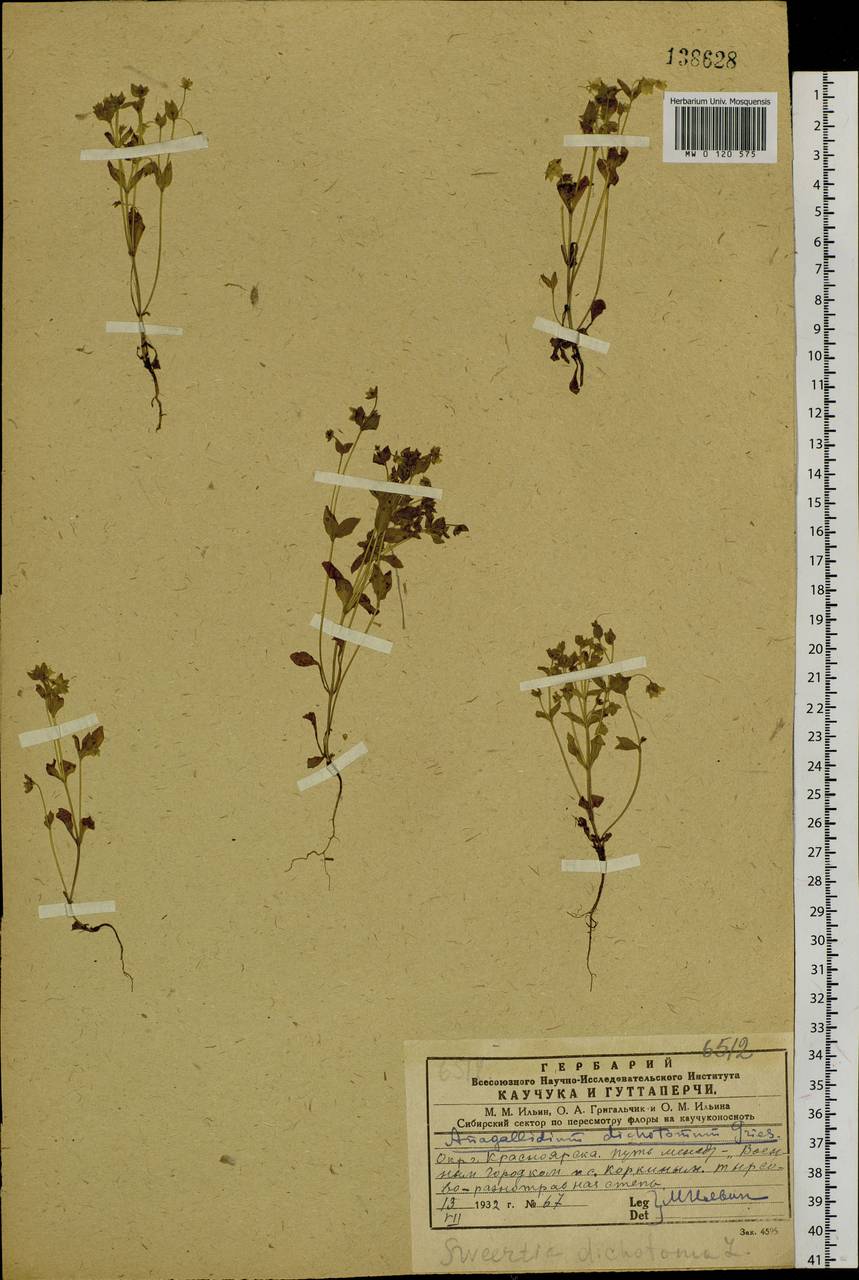 Swertia dichotoma L., Siberia, Central Siberia (S3) (Russia)