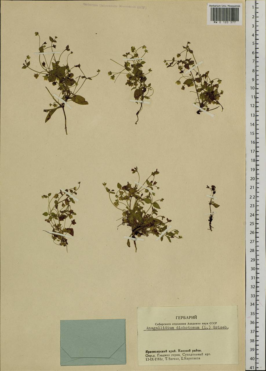Swertia dichotoma L., Siberia, Central Siberia (S3) (Russia)