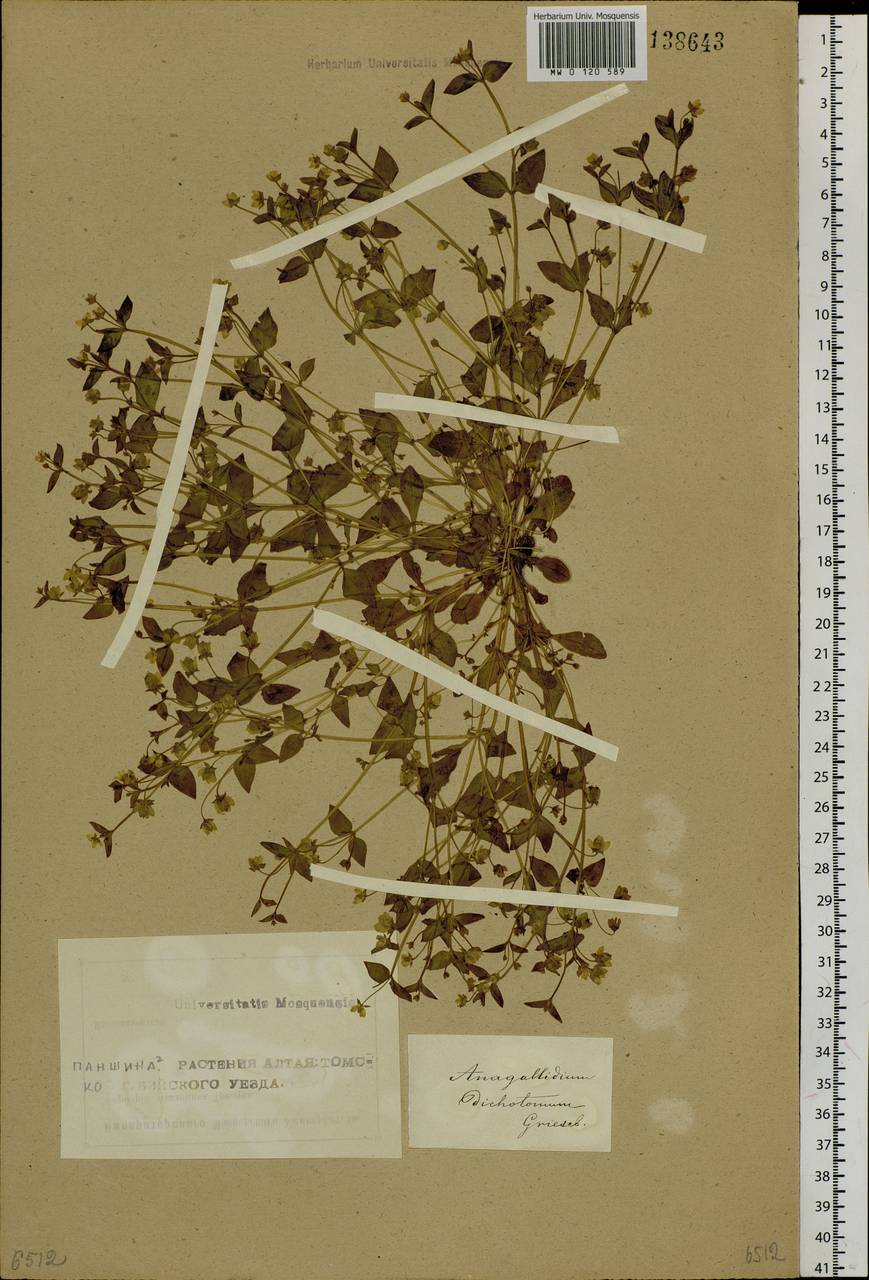 Swertia dichotoma L., Siberia, Altai & Sayany Mountains (S2) (Russia)