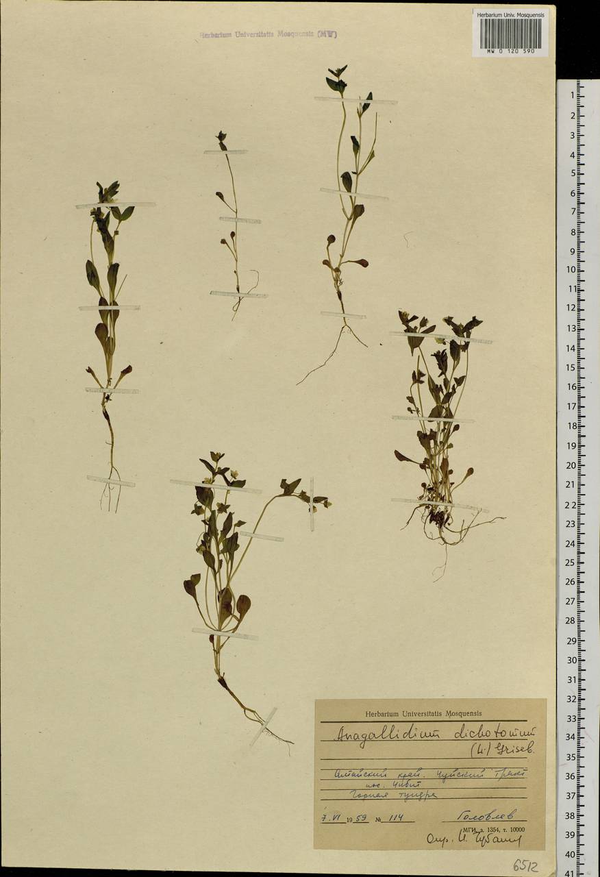 Swertia dichotoma L., Siberia, Altai & Sayany Mountains (S2) (Russia)