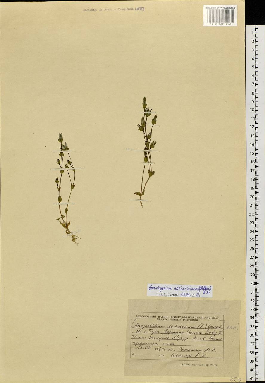 Lomatogonium carinthiacum (Wulfen) Rchb., Siberia, Altai & Sayany Mountains (S2) (Russia)
