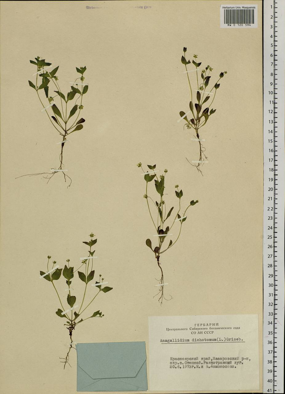 Swertia dichotoma L., Siberia, Altai & Sayany Mountains (S2) (Russia)
