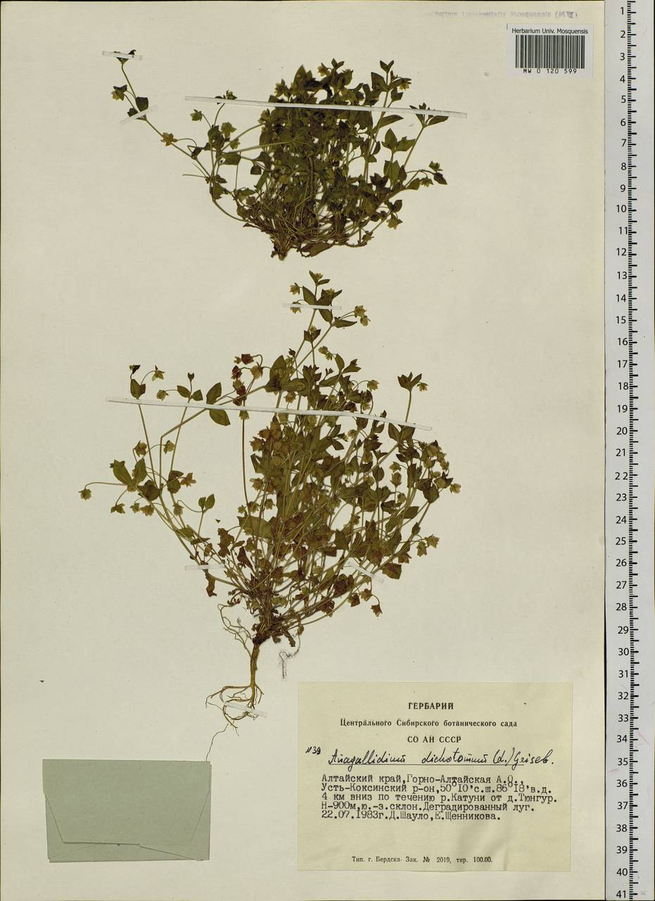 Swertia dichotoma L., Siberia, Altai & Sayany Mountains (S2) (Russia)